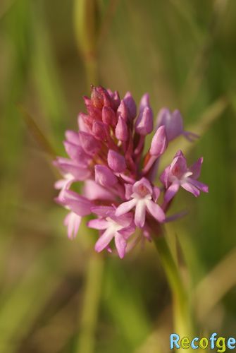 Anacamptis pyramidalis ( Orchis pyramidal ) 07-Anacamptis_pyramidalis