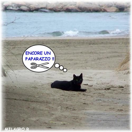 chat divers  Rm-pb-chat-a-la-plage