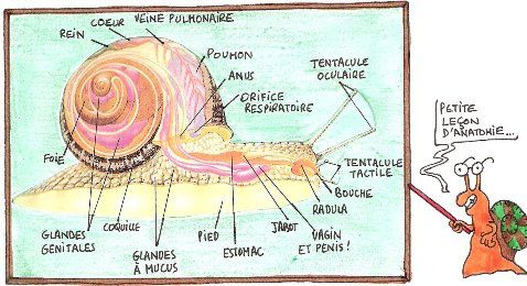 C'est quoi ça ? Anatomie