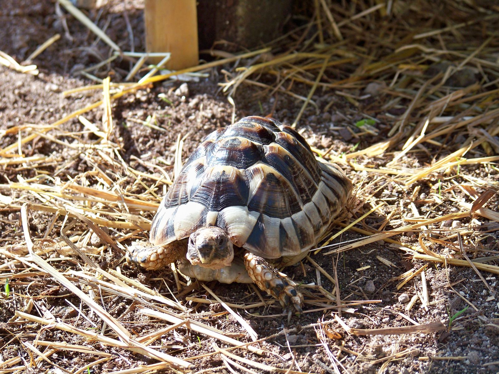 Mon enclos a tortue + Questions 100_2025