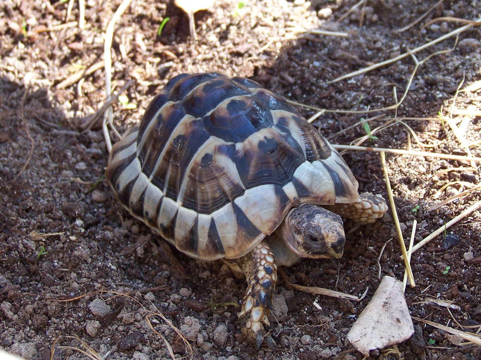 Mon enclos a tortue + Questions 100_2028