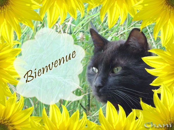 bonjour Carte-bienvenue-chat-noir