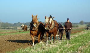 DICTIONNAIRE DES PROVERBES(suite) Labour-grande