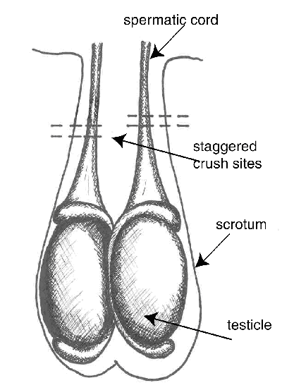 Problème de testicules - Page 2 Burnes