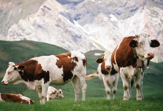  تقرير عن البقرة  Vaches