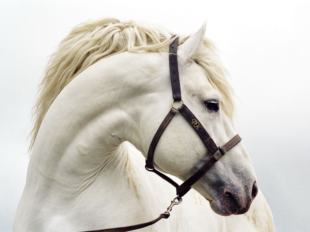 Opale // "The Horse White" . Cheval