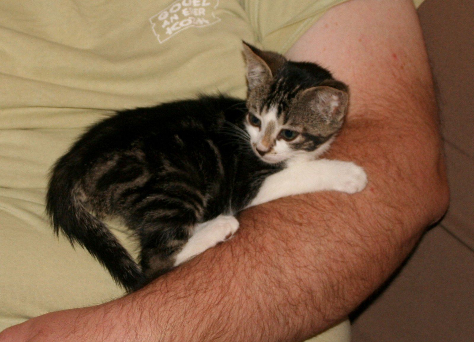 Groseille, chaton femelle brown tabby et blanc, né en avril 2011 Photo-nous-7263