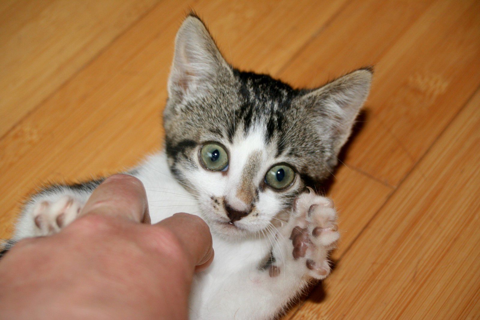 Groseille, chaton femelle brown tabby et blanc, né en avril 2011 Photo-nous-7286