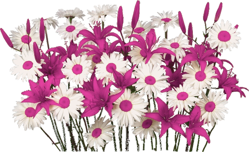 Bon Dimanche 31110-FLEUR-ROSE-BLANC-MARGUERRITE