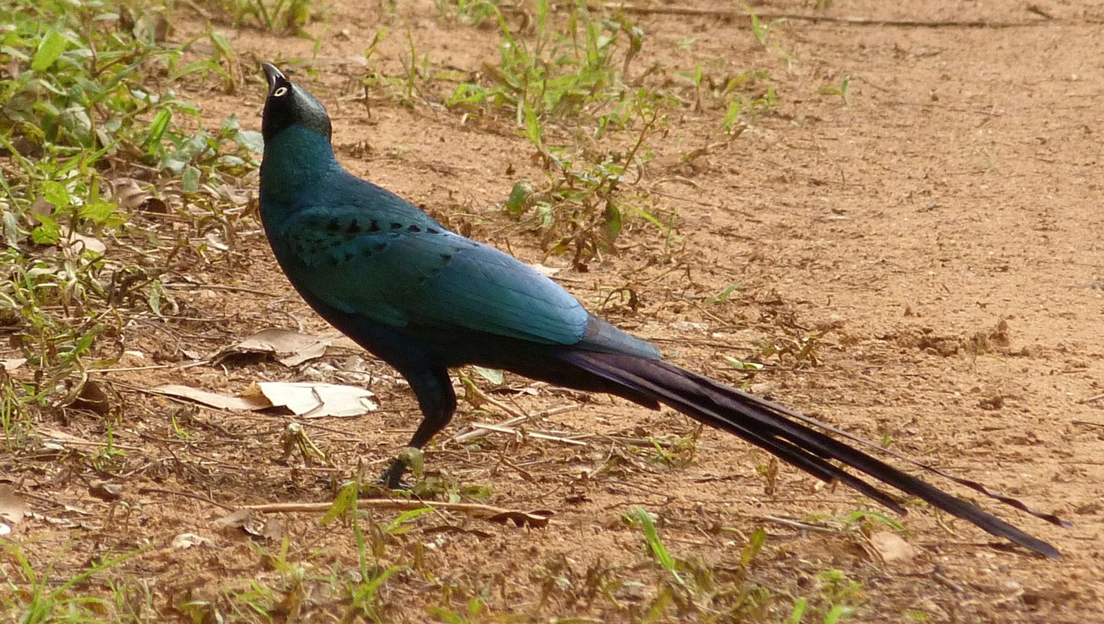 l'oiseau de Martin du 19 Août trouvé par Martine Senegal---Choucador-a-longue-queue-03