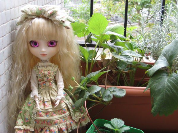 L'aventure Pullip de Kurara-chan et ses petites pensionnaires Strawberryparadise3