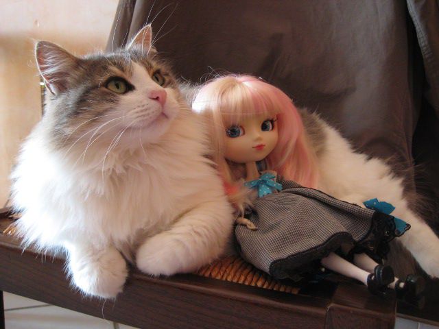 [Echange] Des pullips et des animaux.... - Page 35 Cat2