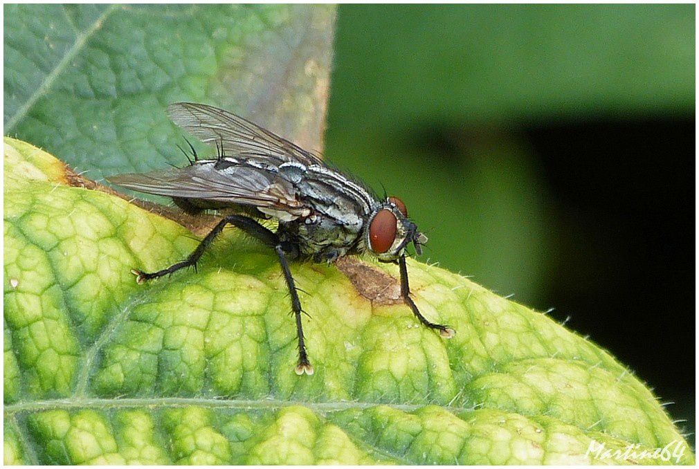 Mouche mais pas tsé-tsé P1080171