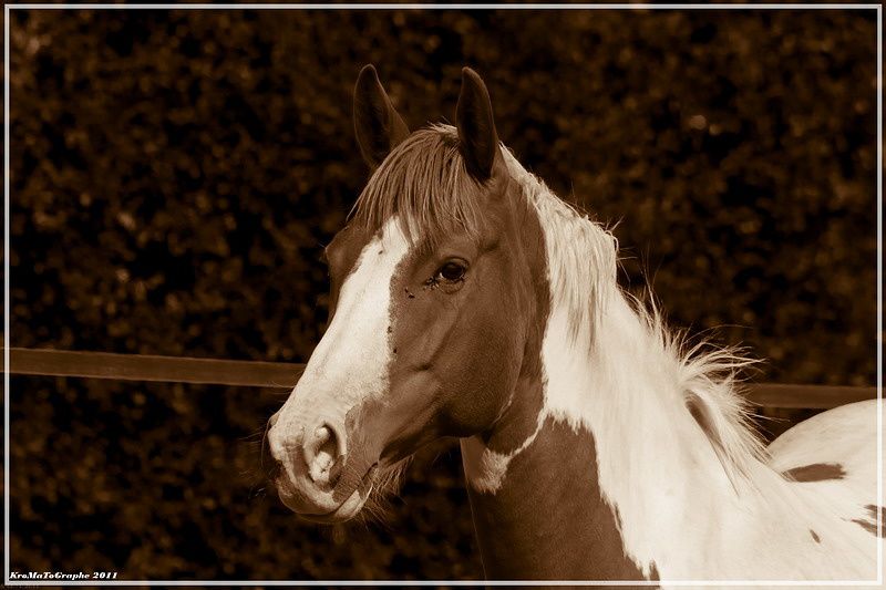 Cheval _MG_8170_800