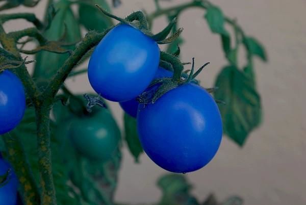 Le saviez-vous : La tomate fait baisser le taux d'alcoolémie ! Tomate-bleue-copie-1