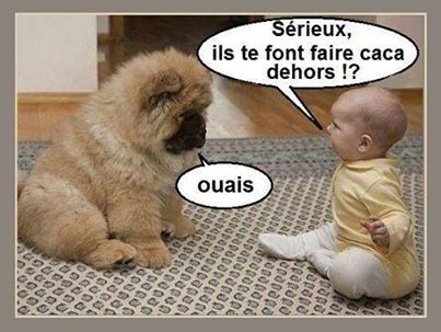 images humour  - Page 25 Chien-et-bebe