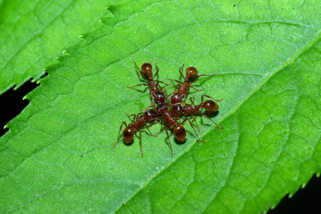 tout ce que tu ne peux pas poster à ton ex Fourmis_groupe_boit