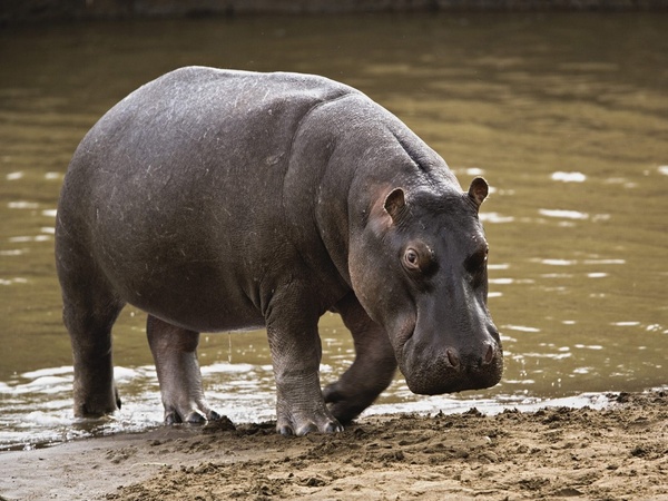 L’hippopotame Hippopotame