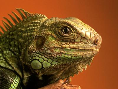 تصاویری از ایگوانا سبز Iguana1