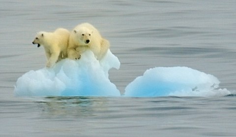 E se le cose cominciassero a precipitare...? - Pagina 142 Orsi-polari-intrappolati-su-iceberg-01