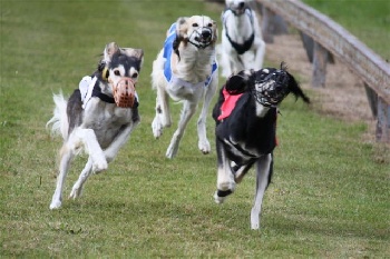 Le SALUKI Facdb895-12ca-3604-a569-2d67c5606b94