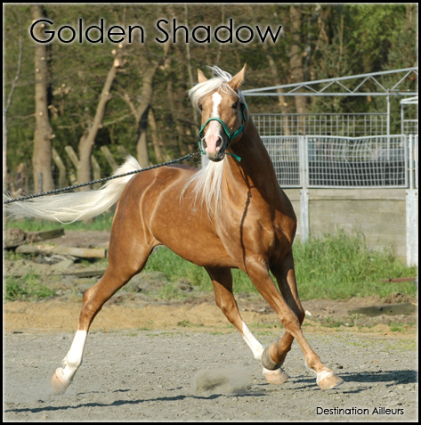 « Golden Shadow - Jument 257487368