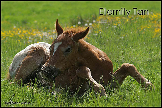 « Eternity Tan - Pouliche 574233765