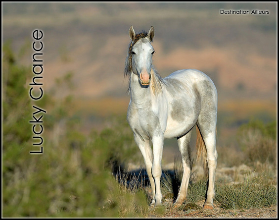 « Lucky Chance - Etalon 88975793