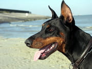 صور حياوانات جميلة Autres-animaux-autres-chiens-autres-animaux-de-compagnie-dunkerque-france-2086450458-882955