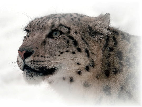 Animaux typiques/emblèmes - Canada Leopards-autres-animaux-autres-fauves-quebec-canada-9273950458-798120