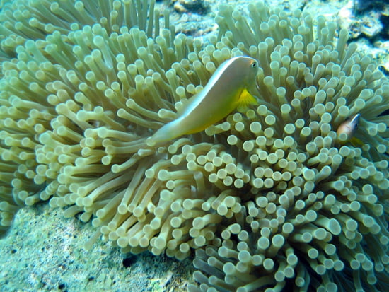 صور من الحياة البحرية Anemones-de-mer-autres-poissons-de-mer-mayotte-1203691698-1087684