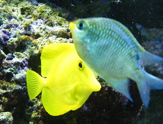 صور من الحياة البحرية Aquariums-vannes-france-1270936489-1167821