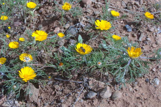 village amassin قرية اماسين Autres-abeilles-france-5814477802-825137