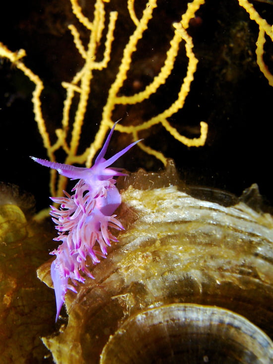 صور من الحياة البحرية Autres-animaux-aquatiques-antibes-france-1332214814-1093981