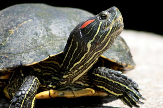 La tortue d'Hermann Autres-animaux-aquatiques-giroussens-france-1249785605-1215433