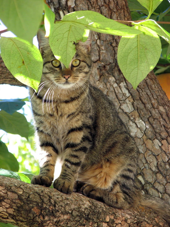 [JEU] jouons avec les animaux Autres-animaux-de-compagnie-bargemon-france-1053157052-1126412