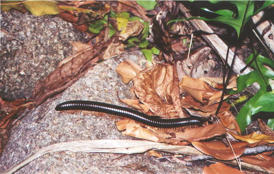 Le Centipede Géant Autres-animaux-la-digue-seychelles-6147729755-163497