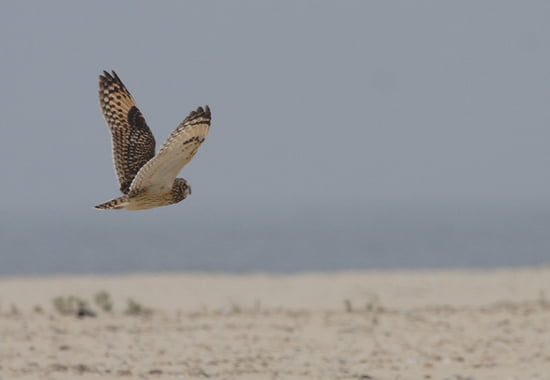 صور رائعة من عالم الطيور Autres-animaux-la-teste-de-buch-france-1005821378-1115061