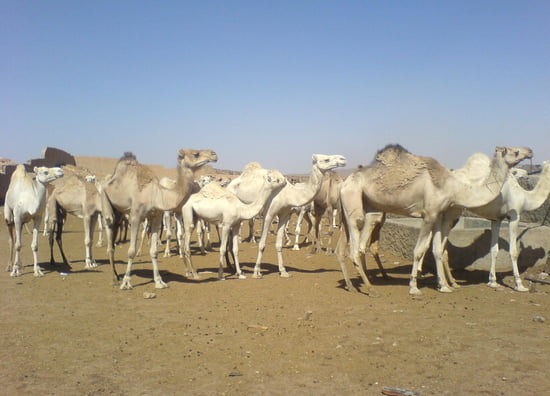 صور من الصحراء الجزائرية * غرداية * تمنراست ...* Autres-animaux-tamanrasset-algerie-1242804410-1216564