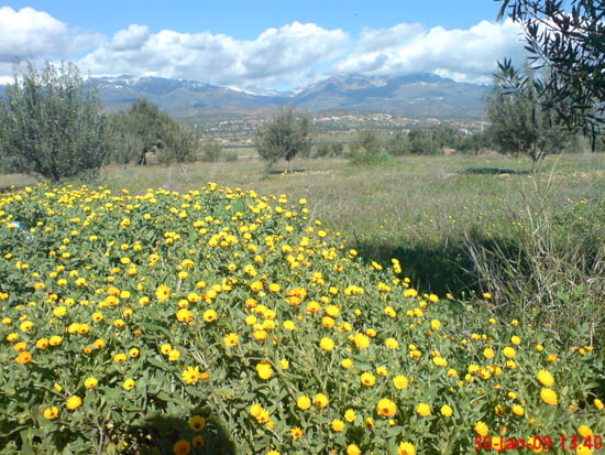  جولة بمدينة الادجيبة بالجزائر Autres-arbres-el-adjiba-algerie-1069506588-1285811