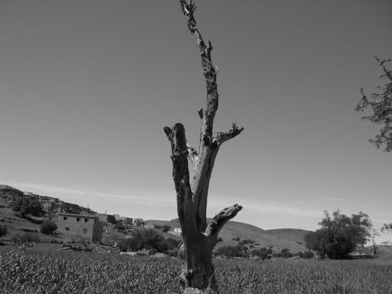 village amassin قرية اماسين Autres-arbres-maroc-874902607-816531