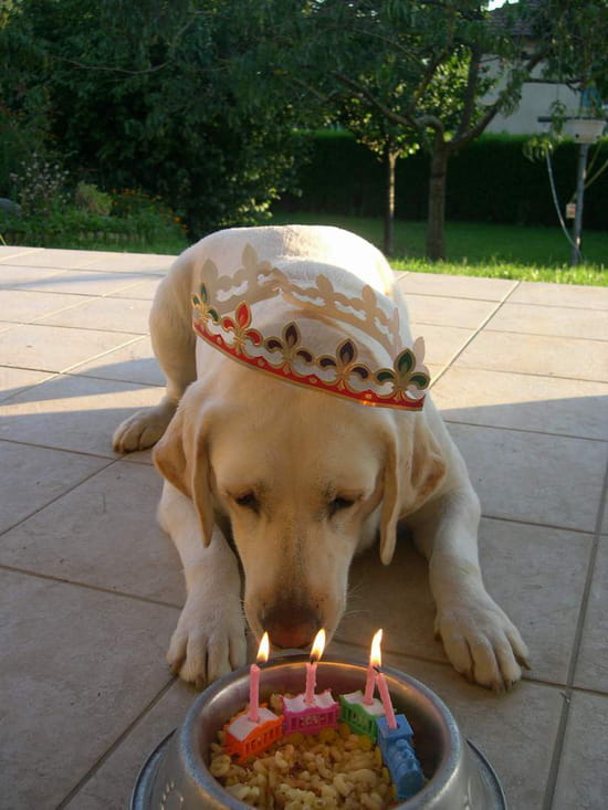 Anniversaire De Yaden26 Autres-chiens-tarbes-france-5772821308-393378