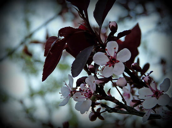 بستان ورد ملاك الروح 3 - صفحة 4 Autres-fleurs-canada-1023170802-1401633