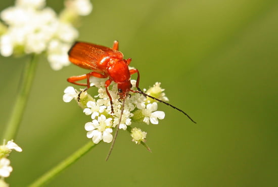 histoires et textes  pour grandir... - Page 5 Autres-insectes-et-arachnides-france-6345788837-965773