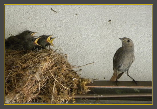 autres pensées... - Page 14 Autres-oiseaux-lagord-france-1020398209-1396874