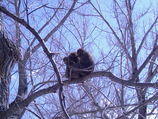  صور روعة روعة من تيكجدة 2000 متر ...الجزائر  Autres-singes-autres-arbres-el-adjiba-algerie-8762781024-968479