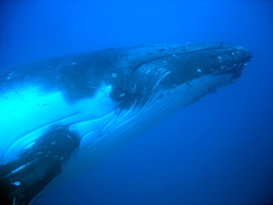 صور من الحياة البحرية Baleines-ayr-australie-1057877859-1093276