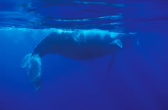 صور من الحياة البحرية Baleines-ile-de-la-reunion-france-1088826471-1091116