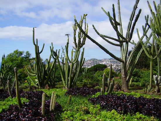 مدينة فونشآل البرتغآلية Cactus-funchal-portugal-1302486609-1100231