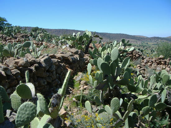 village amassin قرية اماسين Cactus-maroc-1218225360-863042